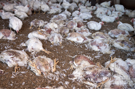 Chicken Farm